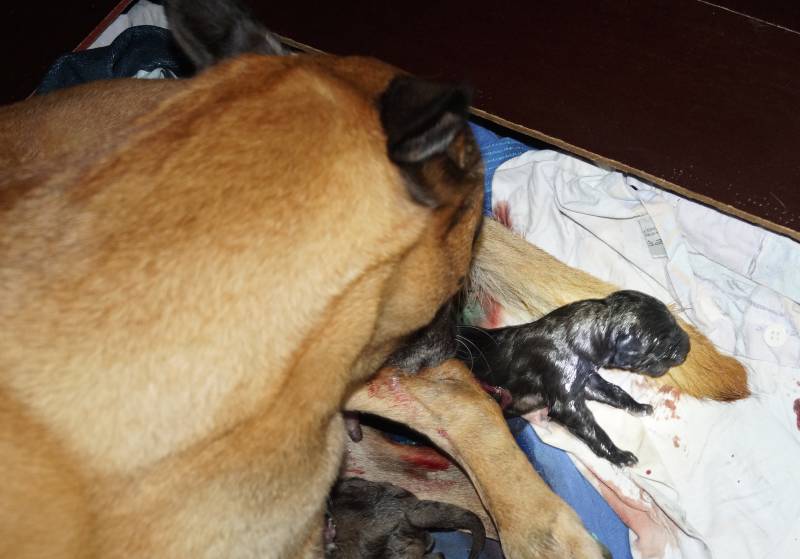 Die Geburt der kleinen F